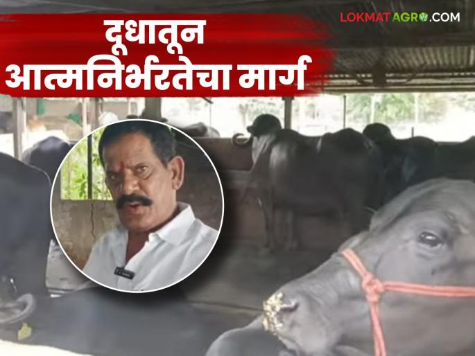 latest news Dairy Farming : Read in detail Subbarao's journey to 'milk prosperity' that started with a buffalo | Dairy Farming : एका म्हशीपासून सुरू झालेला सुब्बाराव यांचा 'दुग्ध समृद्धीचा' प्रवास वाचा सविस्तर