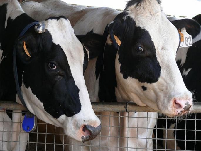 Do this so that your dairy business does not suffer losses | आपला दुग्धव्यवसाय तोट्यात जाणार नाही यासाठी हे करा Do this so that your dairy business does not suffer losses | आपला दुग्धव्यवसाय तोट्यात जाणार नाही यासाठी हे करा