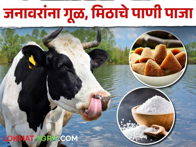 Latest News Feed jaggery salt water to animals to protect them from heat stroke | Dairy Management : शेतकऱ्यांनो! जनावरांना गूळ मिठाचे पाणी पाजताय का? उन्हाळ्यात हे कराचं  Latest News Feed jaggery salt water to animals to protect them from heat stroke | Dairy Management : शेतकऱ्यांनो! जनावरांना गूळ मिठाचे पाणी पाजताय का? उन्हाळ्यात हे कराचं