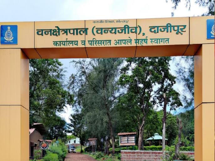 Tourists banned in Dajipur Sanctuary on Saturday, Sunday | Kolhapur: दाजीपूर अभयारण्यात येत्या शनिवार, रविवारी पर्यटकांना बंदी Tourists banned in Dajipur Sanctuary on Saturday, Sunday | Kolhapur: दाजीपूर अभयारण्यात येत्या शनिवार, रविवारी पर्यटकांना बंदी