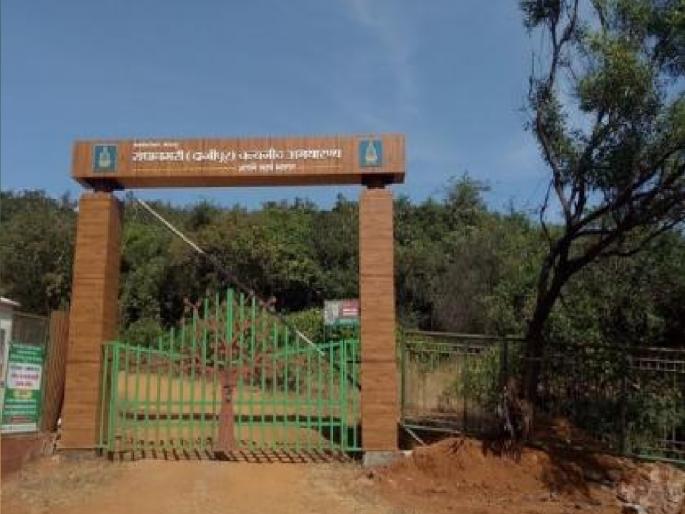 Entry to Dajipur sanctuary in Kolhapur district closed for two days for tourists | कोल्हापूर जिल्ह्यातील दाजीपूर अभयारण्यात पर्यटकांना दोन दिवस प्रवेश बंद Entry to Dajipur sanctuary in Kolhapur district closed for two days for tourists | कोल्हापूर जिल्ह्यातील दाजीपूर अभयारण्यात पर्यटकांना दोन दिवस प्रवेश बंद