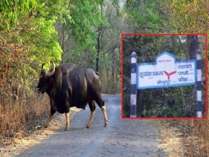 Dajipur to Radhanagari road closed from 1st April, traffic diverted to this route |  Kolhapur News: दाजीपूर ते राधानगरी रस्ता १ एप्रिलपासून बंद, 'या' मार्गाने वळविण्यात आली वाहतूक Dajipur to Radhanagari road closed from 1st April, traffic diverted to this route |  Kolhapur News: दाजीपूर ते राधानगरी रस्ता १ एप्रिलपासून बंद, 'या' मार्गाने वळविण्यात आली वाहतूक