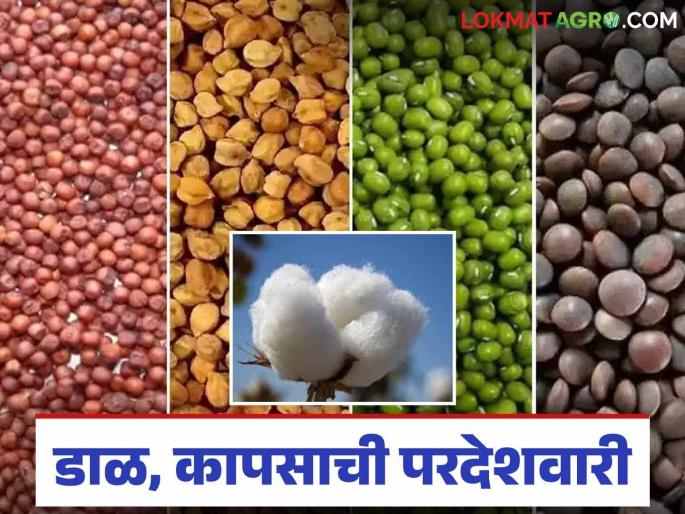 Export pulses, cotton: Boosting agricultural processes; Read details on export of pulses, cotton | Export pulses, cotton : कृषी प्रक्रियेला चालना; डाळ, कापसाची निर्यात वाचा सविस्तर Export pulses, cotton: Boosting agricultural processes; Read details on export of pulses, cotton | Export pulses, cotton : कृषी प्रक्रियेला चालना; डाळ, कापसाची निर्यात वाचा सविस्तर