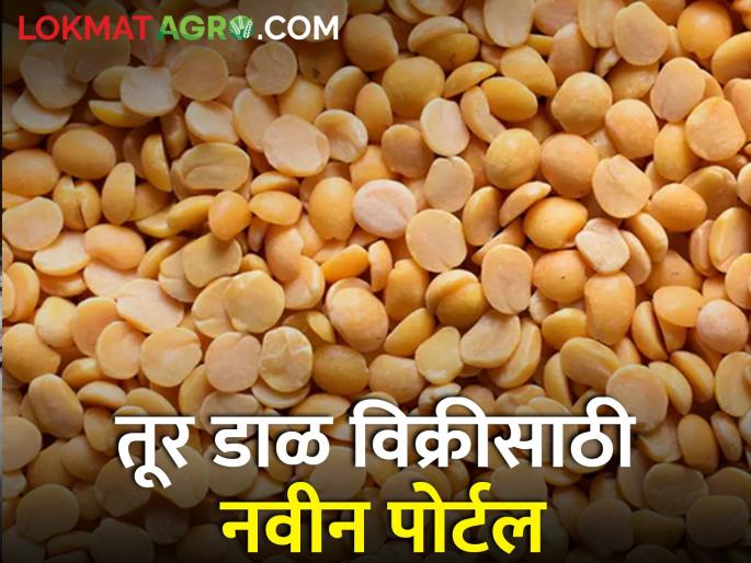 Online portal for registration, purchase and payment of pigeon pea producer farmers | तूर डाळ उत्पादक शेतकऱ्यांना नोंदणी, खरेदी आणि शुल्कभरणा साठी ऑनलाईन पोर्टल Online portal for registration, purchase and payment of pigeon pea producer farmers | तूर डाळ उत्पादक शेतकऱ्यांना नोंदणी, खरेदी आणि शुल्कभरणा साठी ऑनलाईन पोर्टल