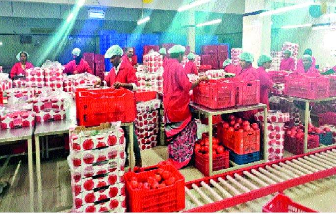 From Sangli district, 499 tonnes of pomegranate, grapes left for Europe | सांगली जिल्ह्यातून १९५ टन डाळिंब, द्राक्षे युरोपला रवाना From Sangli district, 499 tonnes of pomegranate, grapes left for Europe | सांगली जिल्ह्यातून १९५ टन डाळिंब, द्राक्षे युरोपला रवाना