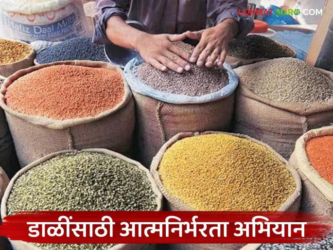 Latest News 100 percent procurement of pulses will be done at MSP in next four years, read in detail | Agriculture News : पुढील चार वर्षांमध्ये एमएसपीने होणार डाळींची 100 टक्के खरेदी, वाचा सविस्तर 
