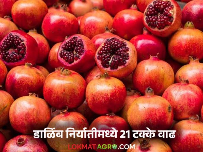 Latest News Dalimb Niryat Pomegranate exports increase by 21 percent between January and April | Dalimb Niryat : जानेवारी ते एप्रिल दरम्यान डाळिंब निर्यातीमध्ये 21 टक्के वाढ, 'या' देशांत निर्यात  Latest News Dalimb Niryat Pomegranate exports increase by 21 percent between January and April | Dalimb Niryat : जानेवारी ते एप्रिल दरम्यान डाळिंब निर्यातीमध्ये 21 टक्के वाढ, 'या' देशांत निर्यात