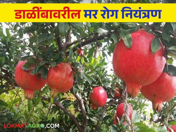 Latest News Crop Management three methods are beneficial for controlling Pomegranate die disease, read in detail  | Crop Management : डाळिंब मर रोग नियंत्रणासाठी 'या' तीन पद्धती फायदेशीर, वाचा सविस्तर  Latest News Crop Management three methods are beneficial for controlling Pomegranate die disease, read in detail  | Crop Management : डाळिंब मर रोग नियंत्रणासाठी 'या' तीन पद्धती फायदेशीर, वाचा सविस्तर