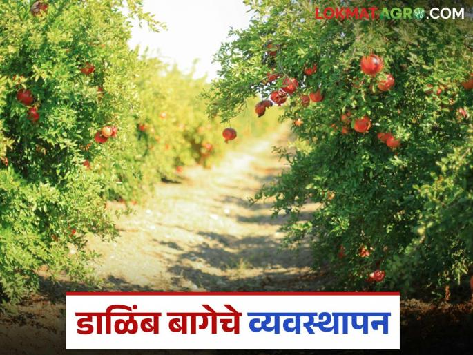 Latest News How will you manage pomegranate farm in current stage Read in detail | Dalimb Bag : डाळिंब बागेचे सध्याच्या अवस्थेत कसे व्यवस्थापन कराल? वाचा सविस्तर 