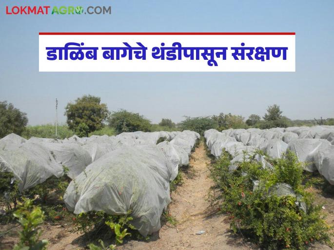 latest News Winter Care crops important to take care of pomegranate farm during cold day | हिवाळ्यात डाळिंब बागेसाठी गोणपाट, साडी की शेडनेट वापरावे, वाचा सविस्तर 