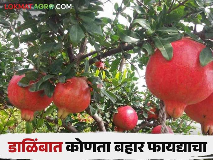 In which bahar season do you get more fruit production in Pomegranate crop read in detail | डाळिंब पिकात कोणत्या बहारात मिळते फळांचे अधिक उत्पादन वाचा सविस्तर In which bahar season do you get more fruit production in Pomegranate crop read in detail | डाळिंब पिकात कोणत्या बहारात मिळते फळांचे अधिक उत्पादन वाचा सविस्तर