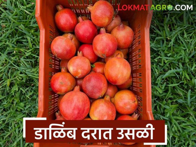 Pomegranate prices surge in Atpadi market committee; How did the price per kilo get determined? | आटपाडीच्या बाजार समितीत डाळिंबाच्या दरात उसळी; किलोला कसा मिळाला दर? Pomegranate prices surge in Atpadi market committee; How did the price per kilo get determined? | आटपाडीच्या बाजार समितीत डाळिंबाच्या दरात उसळी; किलोला कसा मिळाला दर?