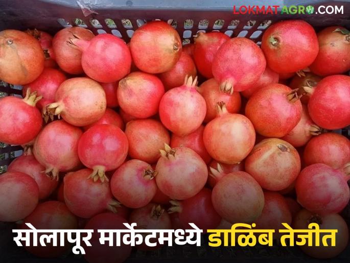 Solapur Market Committee receives 12,000 crates of pomegranates; How is the price per kilo being obtained? | सोलापूर बाजार समितीत १२ हजार क्रेट डाळिंबाची आवक; किलोला कसा मिळतोय दर? Solapur Market Committee receives 12,000 crates of pomegranates; How is the price per kilo being obtained? | सोलापूर बाजार समितीत १२ हजार क्रेट डाळिंबाची आवक; किलोला कसा मिळतोय दर?