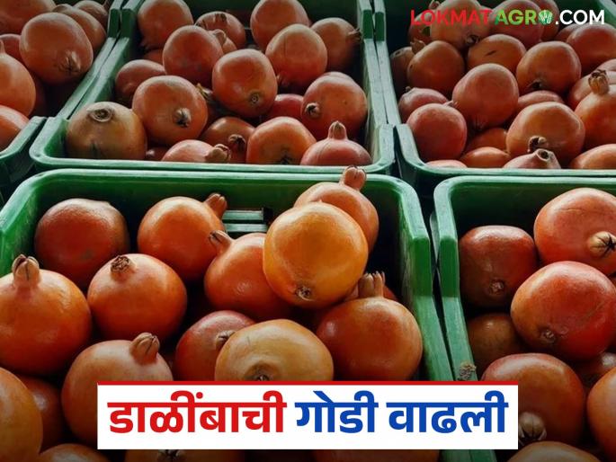 Dalimb Bajar Bhav : Pomegranate got the highest price in Indapur Market Committee; How did it get the price? | Dalimb Bajar Bhav : इंदापूर बाजार समितीमध्ये डाळींबाला मिळाला सर्वाधिक भाव; कसा मिळाला दर?