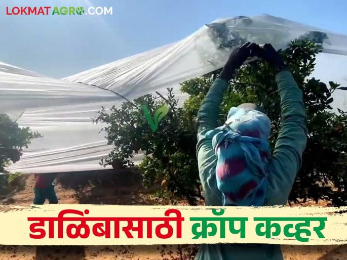 Crop cover technique is beneficial for producing exportable pomegranates | शेतकऱ्यांना निर्यातक्षम डाळिंब उत्पादनासाठी क्रॉप कव्हर तंत्र ठरतंय फायदेशीर