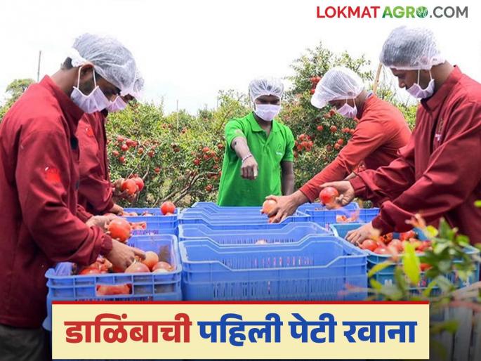 Latest News dalimb Export The first box of Indian pomegranates reached Australia by sea, read in detail | Dalimb Export : भारतीय डाळिंबाची पहिली पेटी समुद्रमार्गे ऑस्ट्रेलियाला पोहचली, वाचा सविस्तर  Latest News dalimb Export The first box of Indian pomegranates reached Australia by sea, read in detail | Dalimb Export : भारतीय डाळिंबाची पहिली पेटी समुद्रमार्गे ऑस्ट्रेलियाला पोहचली, वाचा सविस्तर