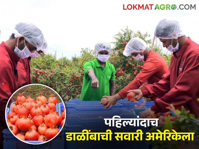 Latest News fourteen tons of pomegranates are exported from Maharashtra to America | महाराष्ट्रातून पहिल्यांदाच डाळींबाची सवारी अमेरिकेला, तब्बल चौदा टनांची निर्यात 