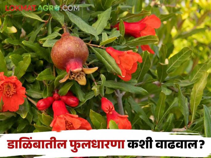 Simple solutions for early and maximum flowering in pomegranate fruit crops | डाळिंब बागेत लवकर व मोठ्या प्रमाणात फुलधारणा होण्यासाठी सोपे उपाय