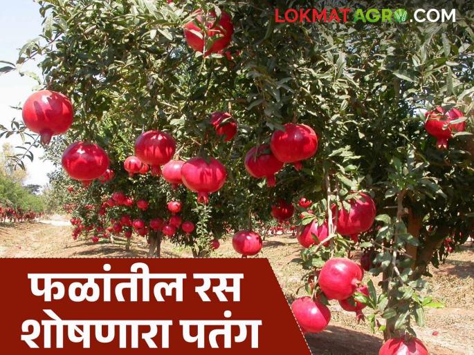 Latest News Dalimb Crop see measures should be taken to prevent infestation of pomegranate sap-sucking moths | डाळिंबांवरील रस शोषणाऱ्या पतंगाचा प्रादुर्भाव रोखण्यासाठी काय उपाय करावेत? 