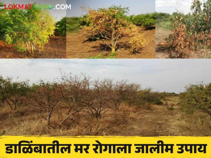 Dalimb Mar Rog : These three methods for the management of wilt disease in pomegranate read in detail | Dalimb Mar Rog : डाळिंबातील मर रोगाच्या व्यवस्थापनासाठी ह्या तीन पद्धती वाचा सविस्तर Dalimb Mar Rog : These three methods for the management of wilt disease in pomegranate read in detail | Dalimb Mar Rog : डाळिंबातील मर रोगाच्या व्यवस्थापनासाठी ह्या तीन पद्धती वाचा सविस्तर