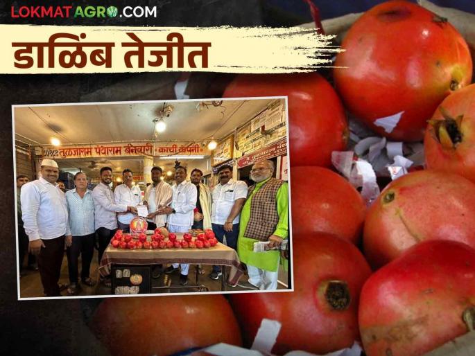 This farmer's pomegranate fetched the highest price this year in the Pune Market Committee's auction | पुणे बाजार समितीच्या लिलावात या शेतकऱ्याच्या डाळिंबाला मिळाला यंदाचा सर्वोच्च भाव This farmer's pomegranate fetched the highest price this year in the Pune Market Committee's auction | पुणे बाजार समितीच्या लिलावात या शेतकऱ्याच्या डाळिंबाला मिळाला यंदाचा सर्वोच्च भाव