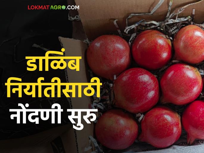 Dalimb Niryat Nondani : Online registration process for pomegranate export started | Dalimb Niryat Nondani : डाळिंब निर्यातीसाठी ऑनलाइन नोंदणी प्रक्रिया सुरू Dalimb Niryat Nondani : Online registration process for pomegranate export started | Dalimb Niryat Nondani : डाळिंब निर्यातीसाठी ऑनलाइन नोंदणी प्रक्रिया सुरू