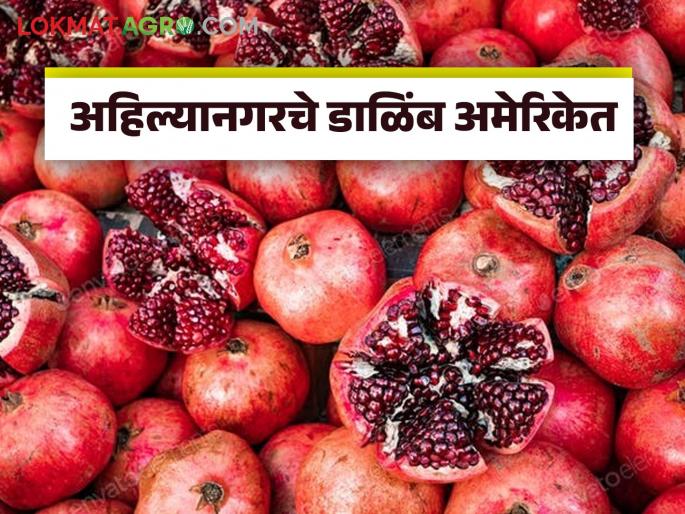 Latest News Dalimb Niryat 14 tons of pomegranates from Ahilyanagar reached America by sea, read in detail | Dalimb Niryat : अहिल्यानगरहुन 14 टन डाळींब समुद्रमार्गे अमेरिकेत पोहोचली, वाचा सविस्तर  Latest News Dalimb Niryat 14 tons of pomegranates from Ahilyanagar reached America by sea, read in detail | Dalimb Niryat : अहिल्यानगरहुन 14 टन डाळींब समुद्रमार्गे अमेरिकेत पोहोचली, वाचा सविस्तर