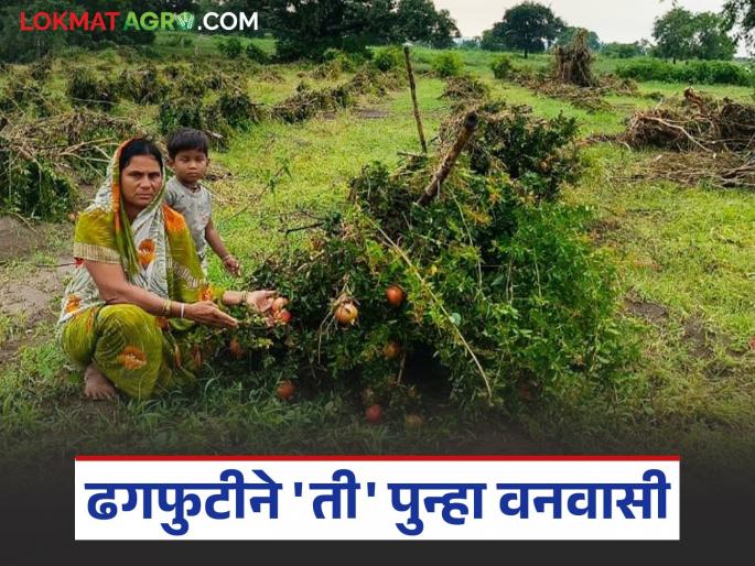 Pik Nuksan : 'her' faces exile again; Crop worth three lakhs submerged in water due to cloudburst | Pik Nuksan : 'ती'च्या नशिबी पुन्हा वनवास; ढगफुटीने तीन लाखांचे पिक गेले पाण्यात Pik Nuksan : 'her' faces exile again; Crop worth three lakhs submerged in water due to cloudburst | Pik Nuksan : 'ती'च्या नशिबी पुन्हा वनवास; ढगफुटीने तीन लाखांचे पिक गेले पाण्यात