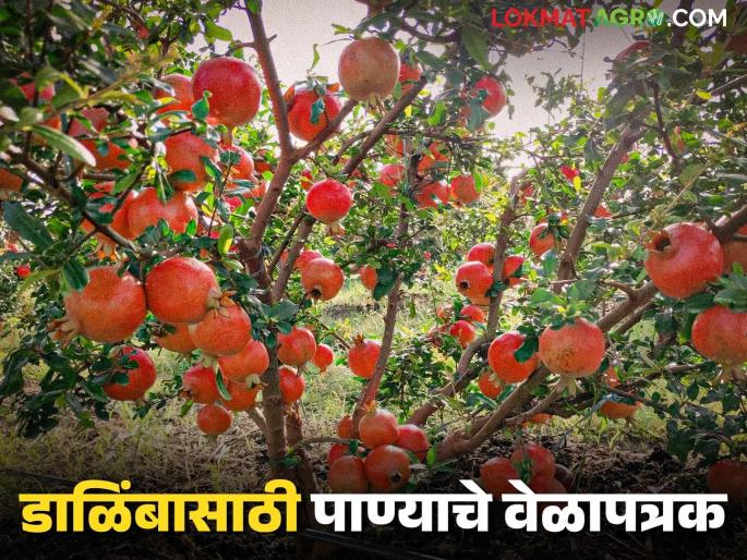 How much water does a pomegranate tree need in which month? Read the detailed schedule | डाळिंबाच्या झाडाला कोणत्या महिन्यात किती पाण्याची गरज? पहा सविस्तर वेळापत्रक How much water does a pomegranate tree need in which month? Read the detailed schedule | डाळिंबाच्या झाडाला कोणत्या महिन्यात किती पाण्याची गरज? पहा सविस्तर वेळापत्रक