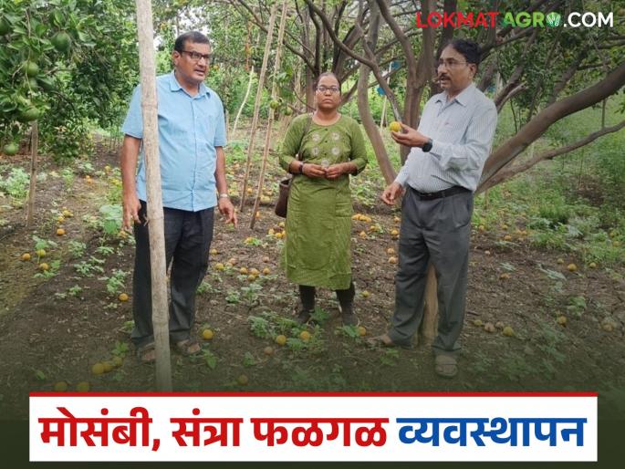 Latest News Follow these remedies to stop rotting of citrus fruits and oranges, read in detail | मोसंबी व संत्रा फळगळ थांबविण्यासाठी 'हे' उपाय हमखास करा, वाचा सविस्तर 