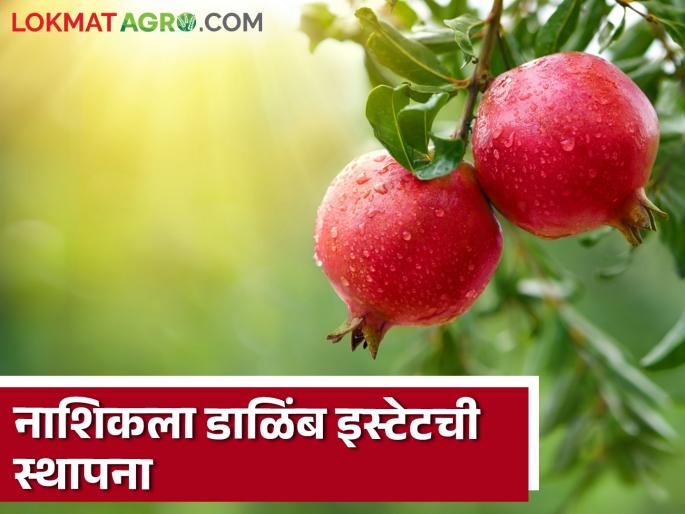 Latest News Agriculture News Approval for establishment of pomegranate estate in Nashik and sitafal estate in Parli, read in detail  | Agriculture News : नाशिकला डाळिंब इस्टेट तर परळीत सीताफळ इस्टेट स्थापनेला मान्यता, वाचा सविस्तर 
