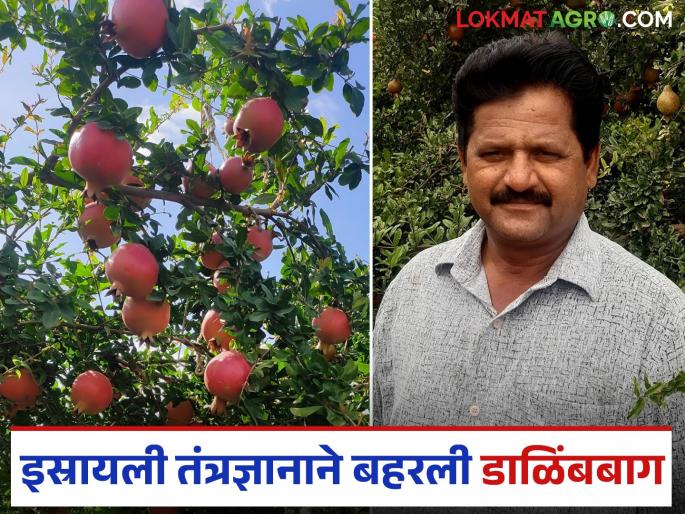 Latest News dalimb success Story Israeli technology in pomegranate orchard 7 tons of production per acre, net profit of five lakhs | डाळिंब बागेत इस्रायली तंत्रज्ञान; प्रति एकर 7 टन उत्पादन, पाच लाखांचा निव्वळ नफा