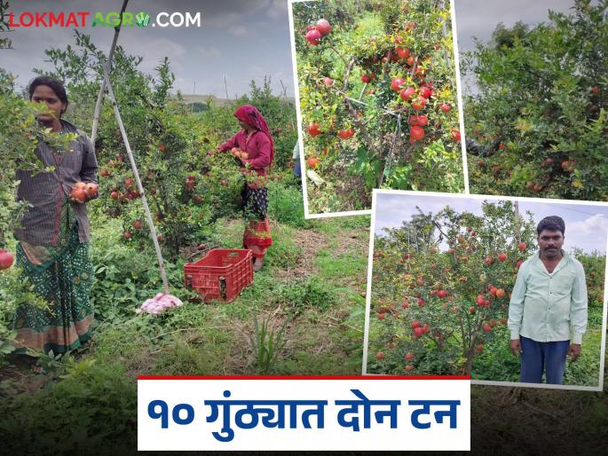 Pomegranate farming helped to farmer Sudhakarrao from Andhali Village; earned Rs 2 lakh from 150 trees | आंधळीच्या सुधाकररावांना डाळिंब शेतीने दिली साथ; १५० झाडांतून केली दोन लाखांची कमाई