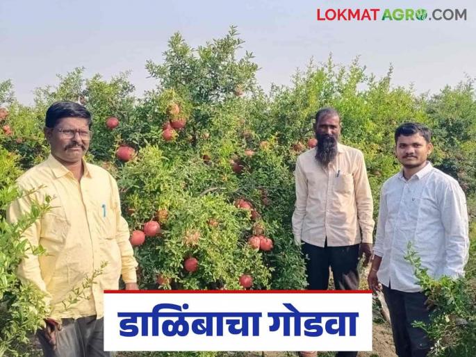 Farmer Success Story : Gold shines on barren land; Income of Rs 35 lakhs earned from pomegranates | Farmer Success Story : माळरानात चमकलं सोनं; डाळिंबामधून मिळालं ३५ लाखांचं उत्पन्न Farmer Success Story : Gold shines on barren land; Income of Rs 35 lakhs earned from pomegranates | Farmer Success Story : माळरानात चमकलं सोनं; डाळिंबामधून मिळालं ३५ लाखांचं उत्पन्न