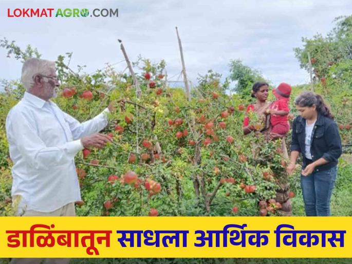 Pomegranate Success Story Vishnurao is getting lakhs of rupees from his pomegranate orchard due to innovative farming practices | Pomegranate Farming Success Story: शेतातील नवनवीन प्रयोगशीलतेमुळे विष्णुरावांना डाळिंब बागेतून मिळतेय लाखो रुपयांचे उत्पन्न Pomegranate Success Story Vishnurao is getting lakhs of rupees from his pomegranate orchard due to innovative farming practices | Pomegranate Farming Success Story: शेतातील नवनवीन प्रयोगशीलतेमुळे विष्णुरावांना डाळिंब बागेतून मिळतेय लाखो रुपयांचे उत्पन्न