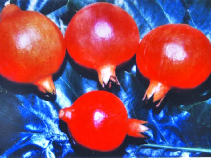 Four hundred kg of pomegranate stolen in the center | सटाण्यात चारशे किलो डाळिंबाची चोरी