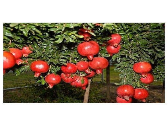 Grape and pomegranate directly to Europe | द्राक्ष व डाळींब थेट युरोपला निर्यात होणार Grape and pomegranate directly to Europe | द्राक्ष व डाळींब थेट युरोपला निर्यात होणार