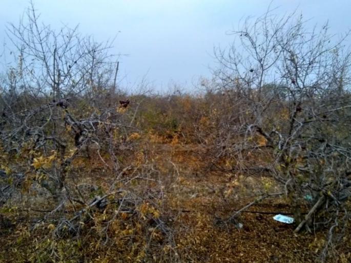 drying of pomegranate garden, the loss of the farmer of Rs 20 lakh | डाळिंबाची बाग सुकल्याने शेतक-याचं 20 लाख रुपयांचे नुकसान drying of pomegranate garden, the loss of the farmer of Rs 20 lakh | डाळिंबाची बाग सुकल्याने शेतक-याचं 20 लाख रुपयांचे नुकसान