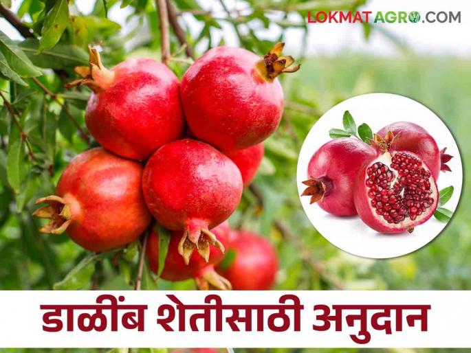 Latest News Get subsidy for three consecutive years for pomegranate cultivation, know in detail  | Agriculture News : डाळिंब लागवडीसाठी सलग तीन वर्ष अनुदान मिळतयं, जाणून घ्या सविस्तर 