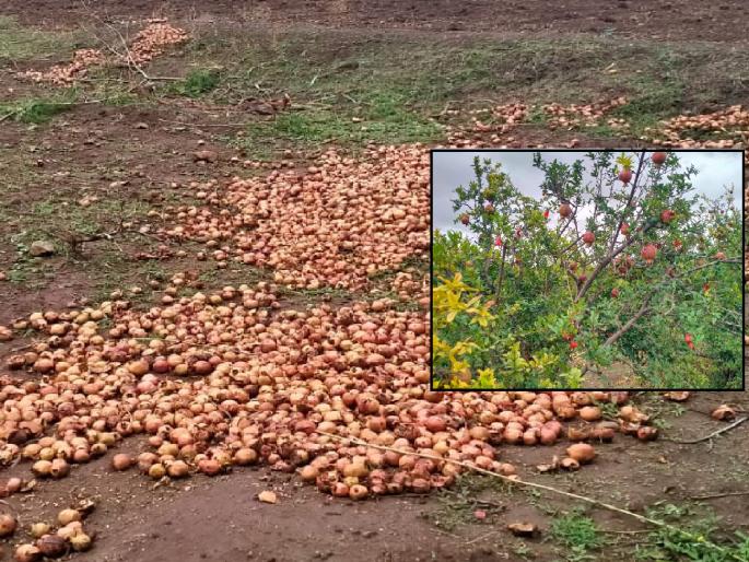 Bibia disease outbreak on pomegranate in sangli; Cloudy weather, result of drizzle | Sangli News: डाळिंबावर बिब्या रोगाचा प्रादुर्भाव; ढगाळ वातावरण, रिमझिम पावसाचा परिणाम Bibia disease outbreak on pomegranate in sangli; Cloudy weather, result of drizzle | Sangli News: डाळिंबावर बिब्या रोगाचा प्रादुर्भाव; ढगाळ वातावरण, रिमझिम पावसाचा परिणाम