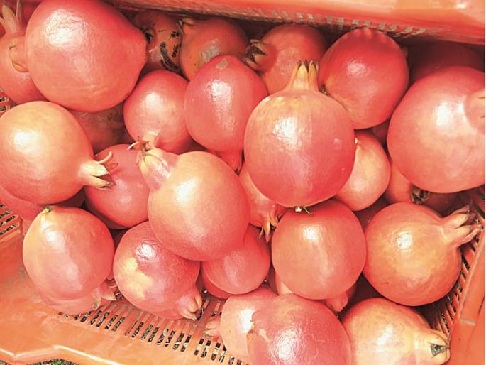 Ladasawangi Pomegranate receives gold price in Mumbai | लाडसावंगीच्या डाळिंबाला मुंबईत मिळाला सोन्याचा भाव Ladasawangi Pomegranate receives gold price in Mumbai | लाडसावंगीच्या डाळिंबाला मुंबईत मिळाला सोन्याचा भाव