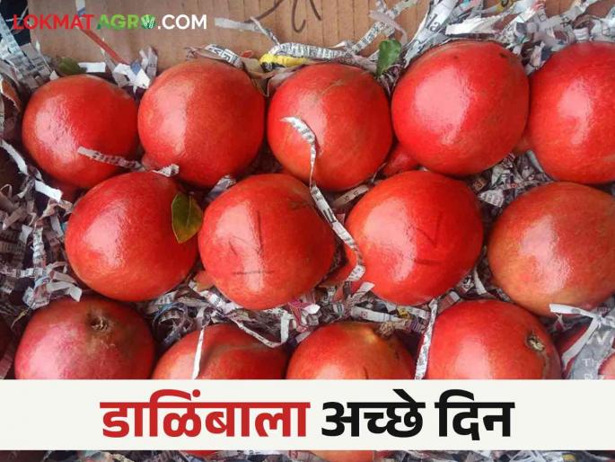 How is the market price of pomegranates in the Akluj Bazaar Committee? | अकलूज बाजार समितीत डाळिंबाला मिळतोय कसा बाजारभाव