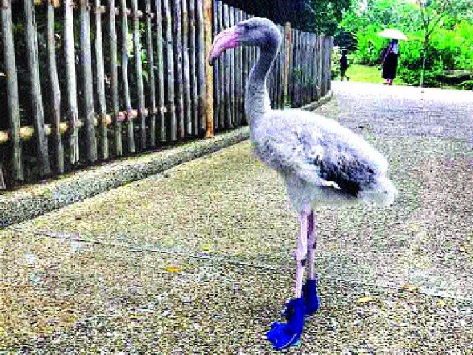  Shoes used in Singapore's swan zoo | आश्चर्यकारक - सिंगापूरच्या प्राणी संग्रहालयातील हंसाचं पिल्लू चक्क घालतो शूज