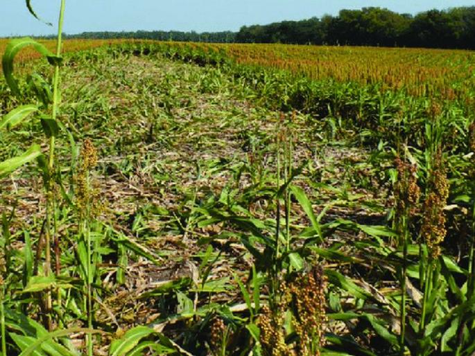 Damage of crop insurers at the department level | पीक विमाधारकांच्या नुकसानाचा अहवाल विभागस्तरावर