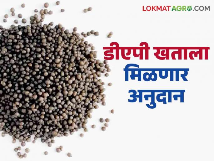 DAP Fertilizer Subsidy: Farmers will get special subsidy on DAP fertilizer from today; Union Cabinet approval | DAP Fertilizer Subsidy : शेतकऱ्यांना आजपासून डीएपी खतावर मिळणार विशेष अनुदान; केंद्रीय मंत्रिमंडळाची मंजूरी 