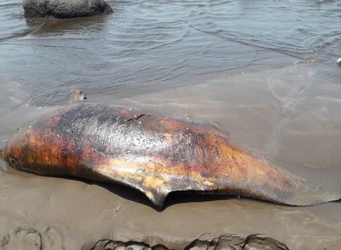 Mystery of the death of a dolphin in Dapoli, the second incident in the same month | दापोलीतील डॉल्फिनच्या मृत्यूचे गूढ, एकाच महिन्यात दुसरी घटना Mystery of the death of a dolphin in Dapoli, the second incident in the same month | दापोलीतील डॉल्फिनच्या मृत्यूचे गूढ, एकाच महिन्यात दुसरी घटना