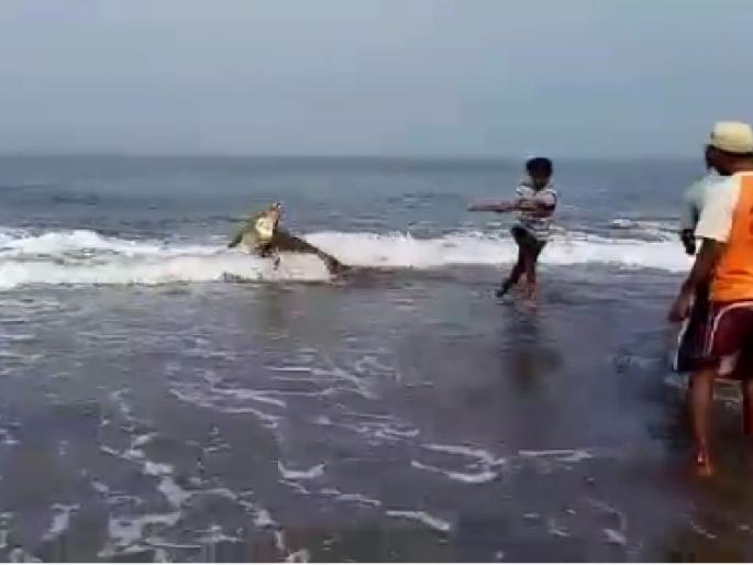 VIDEO - found on the shores of Dapoli but, breaking the fuselage but fleeing into the sea | VIDEO - दापोलीच्या किनाऱ्यावर आढळली मगर, फास लावूनही नाही पकडता आली मगर VIDEO - found on the shores of Dapoli but, breaking the fuselage but fleeing into the sea | VIDEO - दापोलीच्या किनाऱ्यावर आढळली मगर, फास लावूनही नाही पकडता आली मगर