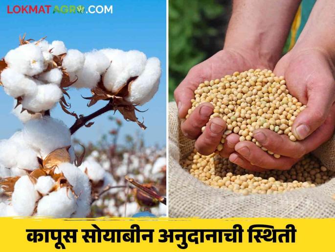 How many farmers have received cotton-soybean subsidy so far? What are the difficulties? Read in detail | आत्तापर्यंत किती शेतकऱ्यांना मिळाले कापूस-सोयाबीन अनुदान? काय आहेत अडचणी? वाचा सविस्तर How many farmers have received cotton-soybean subsidy so far? What are the difficulties? Read in detail | आत्तापर्यंत किती शेतकऱ्यांना मिळाले कापूस-सोयाबीन अनुदान? काय आहेत अडचणी? वाचा सविस्तर