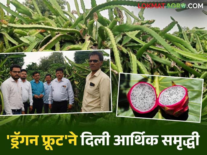 latest news Farmer Success Story: Income of lakhs from dryland farming; Dikhule's 'dragon fruit' success soars | Farmer Success Story : कोरडवाहू शेतीतून लाखोंचं उत्पन्न; डिखुळे यांच्या 'ड्रॅगन फ्रूट' यशाची भरारी latest news Farmer Success Story: Income of lakhs from dryland farming; Dikhule's 'dragon fruit' success soars | Farmer Success Story : कोरडवाहू शेतीतून लाखोंचं उत्पन्न; डिखुळे यांच्या 'ड्रॅगन फ्रूट' यशाची भरारी