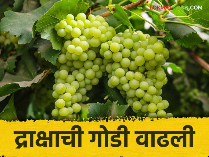 Grape Market : Grape production has decreased, prices have doubled; How are prices being obtained? Read in detail | Grape Market : द्राक्ष उत्पादन घटल्याने दरात झाली दुपटीने वाढ; कसा मिळतोय दर? वाचा सविस्तर Grape Market : Grape production has decreased, prices have doubled; How are prices being obtained? Read in detail | Grape Market : द्राक्ष उत्पादन घटल्याने दरात झाली दुपटीने वाढ; कसा मिळतोय दर? वाचा सविस्तर